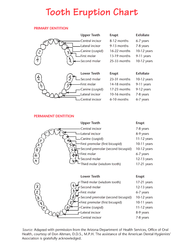 babytoothchart865