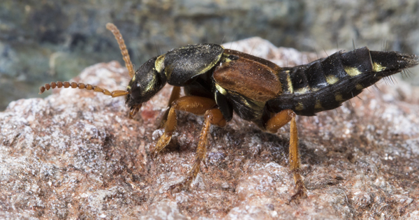 734 Rove beetle